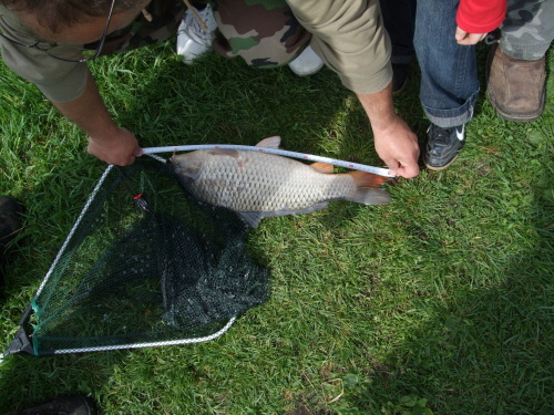 LACO 52 CM